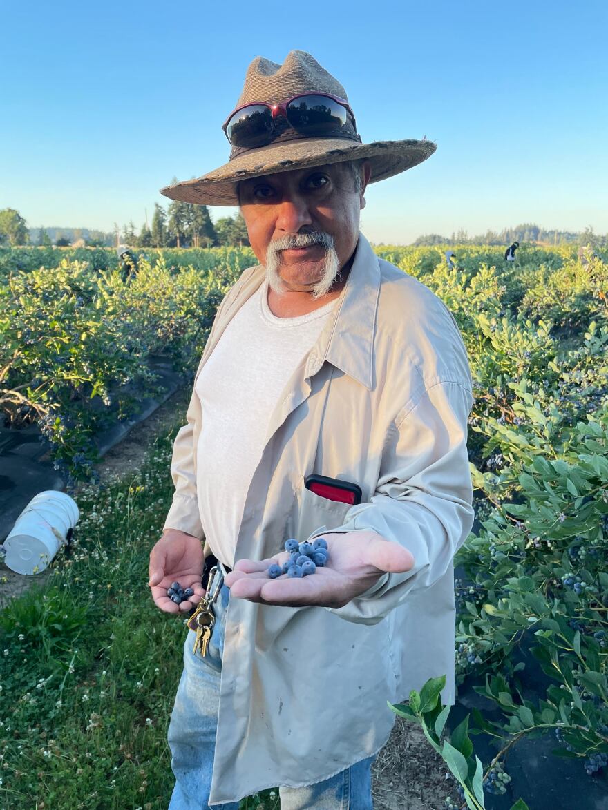 Berries Northwest Ranch Manager German Facundo Palacios finds damaged blueberries that have been scorched by the heatwave. Photographed on June 28, 2021.